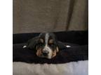 Basset Hound Puppy for sale in Milo, MO, USA