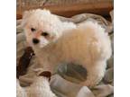 Bichon Frise Puppy for sale in Boerne, TX, USA