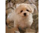 Bichon Frise Puppy for sale in Boerne, TX, USA