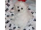 Bichon Frise Puppy for sale in Boerne, TX, USA