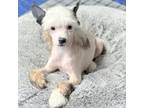 Chinese Crested Puppy for sale in Warsaw, MO, USA