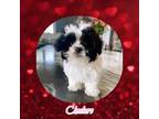 Maltipoo Puppy for sale in Watertown, TN, USA