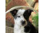Australian Cattle Dog Puppy for sale in Burlington, VT, USA