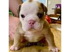 Bulldog Puppy for sale in Cottondale, FL, USA