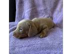 Dachshund Puppy for sale in Valley Springs, CA, USA