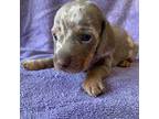 Dachshund Puppy for sale in Valley Springs, CA, USA