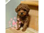 Poodle (Toy) Puppy for sale in Ellenwood, GA, USA