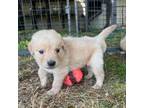Golden Retriever Puppy for sale in Puyallup, WA, USA