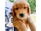 Golden Retriever Puppy for sale in Salem, MO, USA