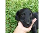 Dachshund Puppy for sale in Marion, NC, USA