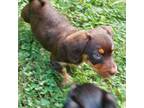 Dachshund Puppy for sale in Marion, NC, USA
