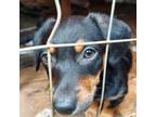 Dachshund Puppy for sale in Marion, NC, USA