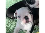 Mutt Puppy for sale in Murfreesboro, TN, USA