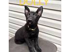German Shepherd Dog Puppy for sale in Belle, MO, USA