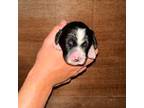 Mutt Puppy for sale in Bamberg, SC, USA