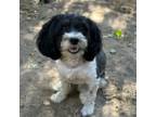 Havanese Puppy for sale in Salem, OR, USA