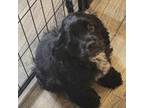 Cocker Spaniel Puppy for sale in Greer, SC, USA