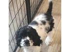 Cocker Spaniel Puppy for sale in Greer, SC, USA