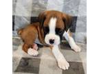 Boxer Puppy for sale in Torrance, CA, USA