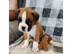 Boxer Puppy for sale in Torrance, CA, USA