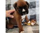 Boxer Puppy for sale in Torrance, CA, USA