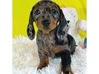 Dachshund Puppy for sale in Nelson, MO, USA