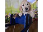 Goldendoodle Puppy for sale in Dallas, TX, USA