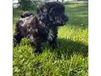 Maltipoo Puppy for sale in Bellevue, IA, USA