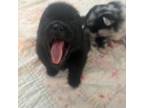 Pomeranian Puppy for sale in Winter Haven, FL, USA