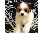 Shih Tzu Puppy for sale in Shelby, NC, USA