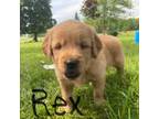 Golden Retriever Puppy for sale in Savannah, NY, USA