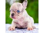 French Bulldog Puppy for sale in Greenville, TX, USA