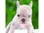 French Bulldog Puppy for sale in Greenville, TX, USA