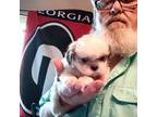 Shih Tzu Puppy for sale in Ludowici, GA, USA