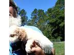 Shih Tzu Puppy for sale in Ludowici, GA, USA