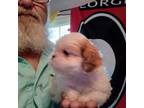 Shih Tzu Puppy for sale in Ludowici, GA, USA