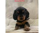 Dachshund Puppy for sale in Lovingston, VA, USA