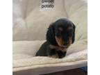 Dachshund Puppy for sale in Lovingston, VA, USA