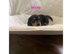 Dachshund Puppy for sale in Lovingston, VA, USA