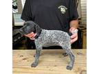 German Shorthaired Pointer Puppy for sale in Batesville, AR, USA