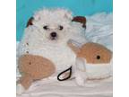Bichon Frise Puppy for sale in Boerne, TX, USA