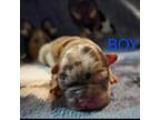 French Bulldog Puppy for sale in Chouteau, OK, USA