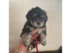 Maltipoo Puppy for sale in Mcminnville, OR, USA