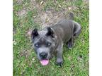 Cane Corso Puppy for sale in Florence, SC, USA
