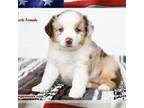 Miniature Australian Shepherd Puppy for sale in Ellsinore, MO, USA