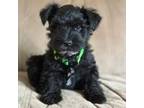 Schnauzer (Miniature) Puppy for sale in Apple Creek, OH, USA