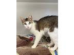 Biscuit, Domestic Shorthair For Adoption In Chestertown, Maryland