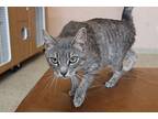 Didi Pickles, Domestic Shorthair For Adoption In Chestertown, Maryland