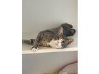 Tang, Domestic Shorthair For Adoption In Chestertown, Maryland