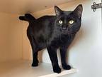 Surge, Domestic Shorthair For Adoption In Chestertown, Maryland